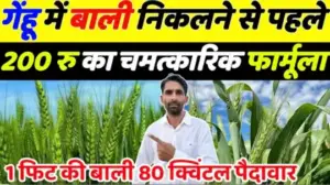 गेंहू में बाली निकलने से पहले 200 रु का चमत्कारिक फार्मूला 1 फिट की बाली